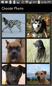 Sliding Dog Puzzles游戲截圖3