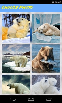 Bear Jigsaw Puzzle游戲截圖3