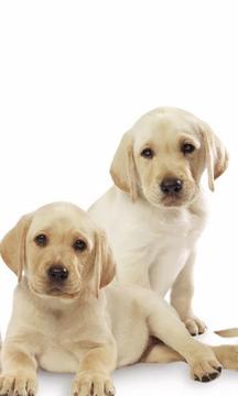 Cute Dog Puzzle游戲截圖5