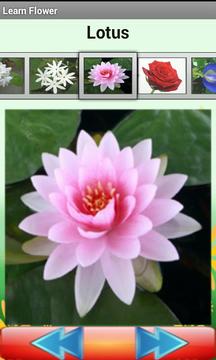 Flower Quiz游戲截圖4