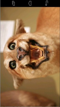 Angry Cougar游戲截圖2