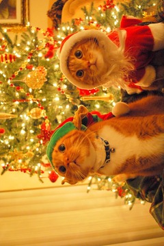 Find Differences Christmas游戲截圖2