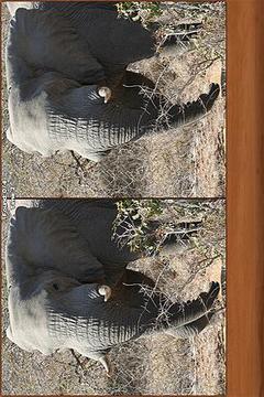 Safari Spot the Difference游戲截圖2