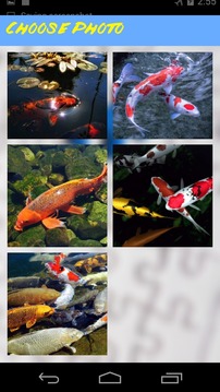 Koi Jigsaw Puzzle游戲截圖3