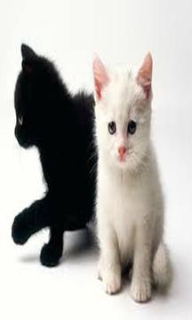 Cat Puzzle Games游戲截圖1