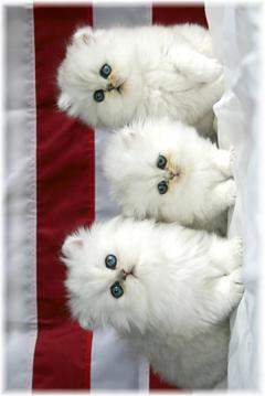 Cats Match游戲截圖4