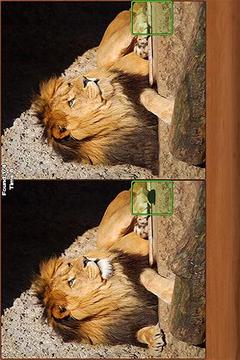 Safari Spot the Difference游戲截圖1