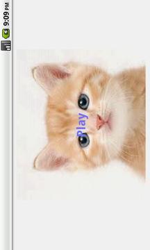 Cat Game游戲截圖2