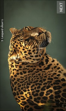 World Mammal - Animal Quiz游戲截圖5