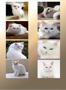 White Cat Puzzle游戲截圖2