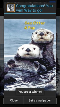 Wild Animals of North America游戲截圖2