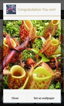 Flora Fauna Puzzle游戲截圖3