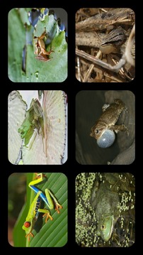 Frog Jigsaw Puzzles游戲截圖1