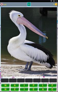 Bird Lovers Quiz游戲截圖4