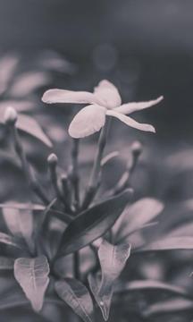 B/W Puzzle Image Game游戲截圖2