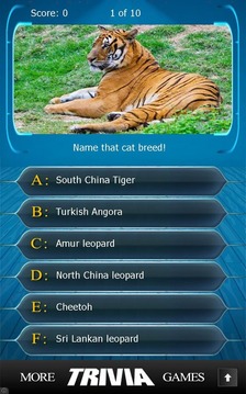 Name that Cat Breed Trivia游戲截圖4