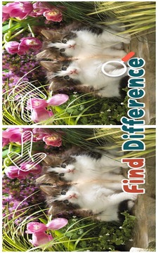 Find 5 Difference : Cats游戲截圖2