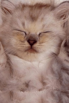 Cute Cat游戲截圖1