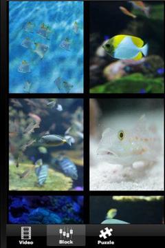 Ocean Fish Aquarium游戲截圖2