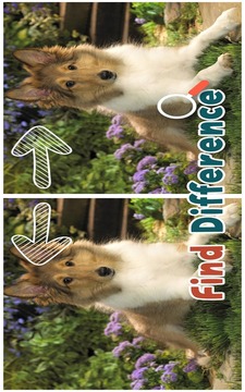 Find 5 Differences : Puppies游戲截圖1