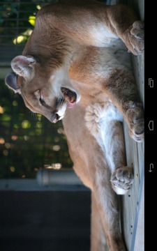 Angry Cougar游戲截圖4
