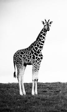 B/W Puzzle Image Game游戲截圖3