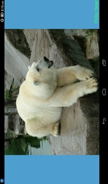 Animals Quiz游戲截圖3