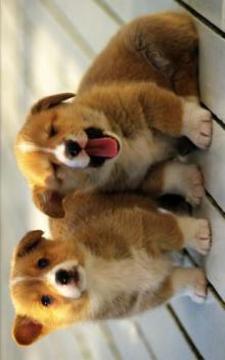 Puzzle Cute Dog游戲截圖5