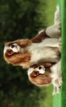 Puzzle Cute Dog游戲截圖4