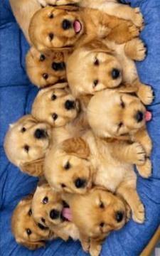 Puzzle Cute Dog游戲截圖3