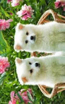 Puzzle Cute Dog游戲截圖1