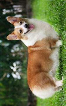 Puzzle Cute Dog游戲截圖2