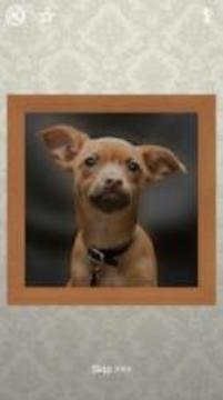 Puppies Puzzles - 100 Pictures游戲截圖4