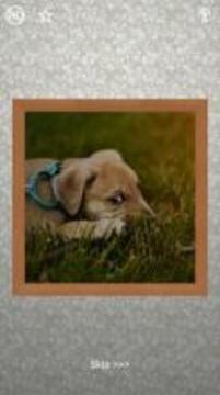 Puppies Puzzles - 100 Pictures游戲截圖1