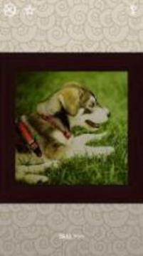 Puppies Puzzles - 100 Pictures游戲截圖5