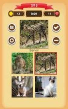 Cats Quiz游戲截圖3