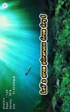 Pirarucu rising from fry游戲截圖4