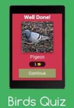 Birds Quiz : Guess The Birds游戲截圖5