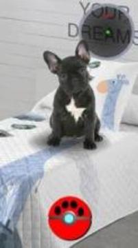 Puppy Dogs GO! Pocket Edition游戲截圖4