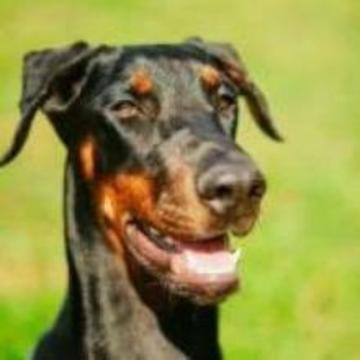 RAZAS DE PERROS QUIZ游戲截圖5