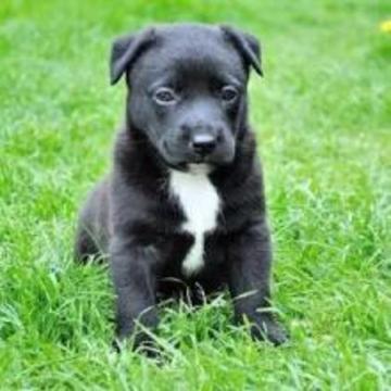 RAZAS DE PERROS QUIZ游戲截圖3