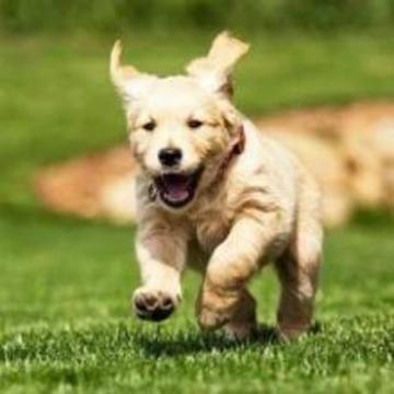 RAZAS DE PERROS QUIZ游戲截圖2