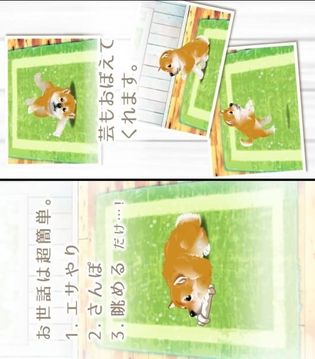 治愈系小狗養(yǎng)成柴犬篇游戲截圖2