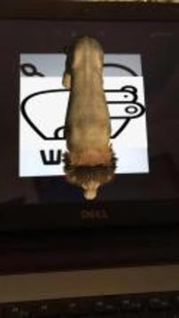 UNO ZOO游戲截圖1
