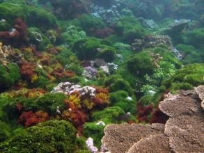 Deep Blue Dive游戲截圖1