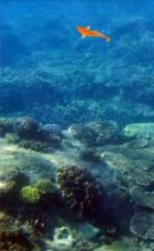 魚類游戲截圖2