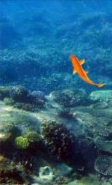 魚類游戲截圖1