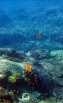 魚類游戲截圖4