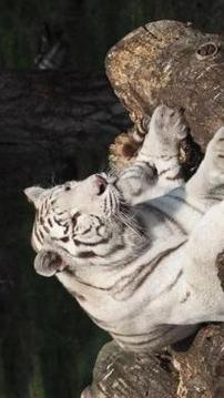 Tile Puzzle White Tiger游戲截圖5