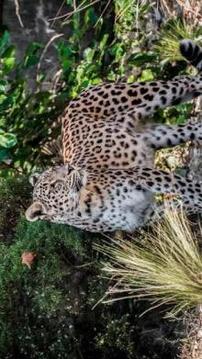 Tile Puzzle Leopard游戲截圖1